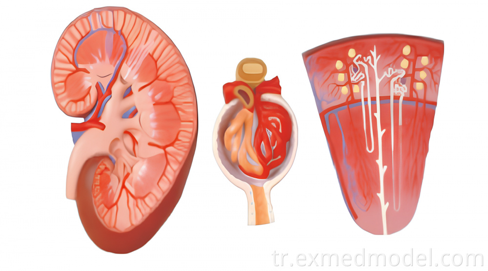 Böbrek, nefron ve glomerulus Kidney, Nephron and Glomerulus